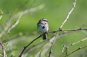 056 Sparrow, Song, 2023-05191718 Parker River NWR, MA